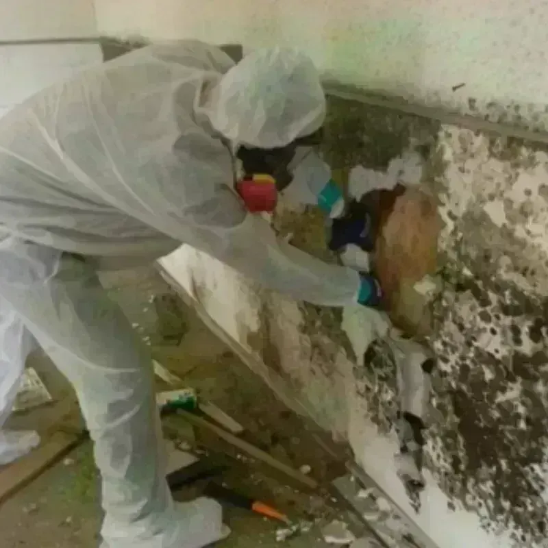 Mold Remediation and Removal in Rising Sun, IN